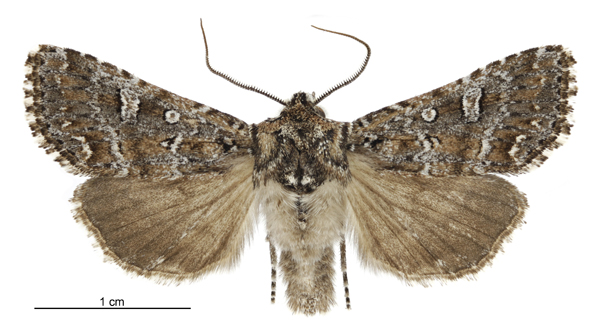Graphania lithias male