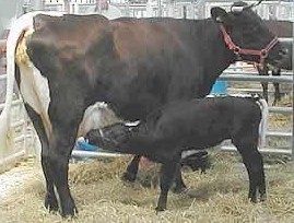 Gloucester cow