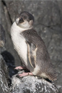 White-flippered Penguin -standing on rocks