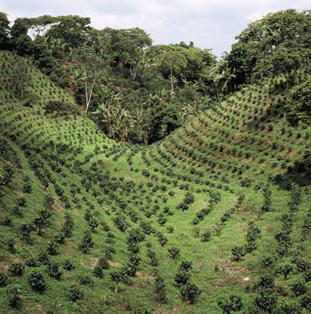 Coffee Plantation1