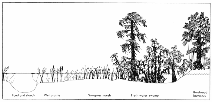 A black and white illustration of a cross section of fresh water ecosystems: from the left is in the deepest water; pond sloughs merge into the slightly higher wet prairies, then the sawgrass marsh. Large cypress trees take over and the water deepens slightly and the land raises above the water completely indicating where hardwood hammocks are located relative to average water depths