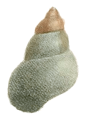 Filopaludina javanica shell 2