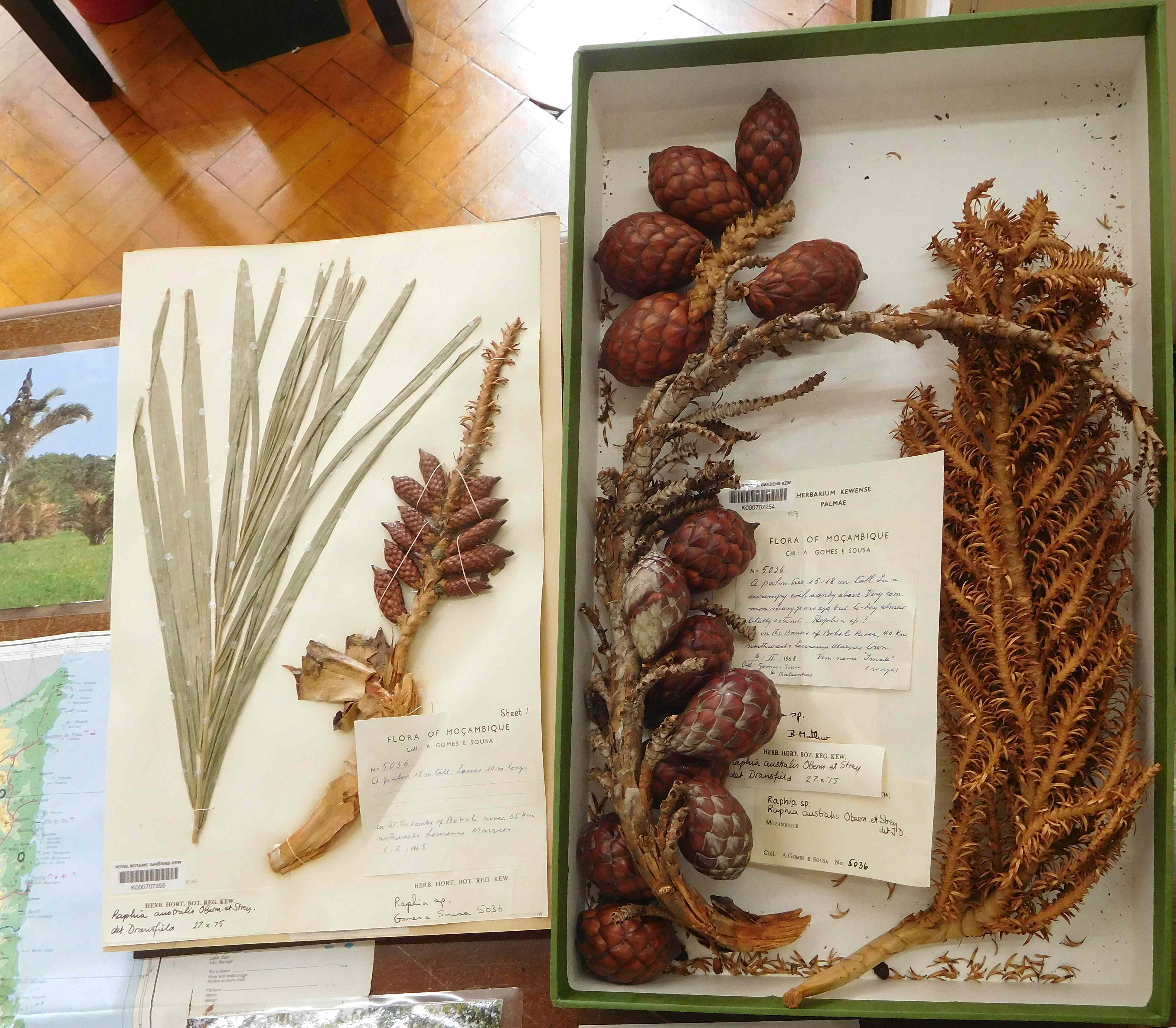 История профессия здание гербарий. The Herbarium Kew. Гербарий королевских ботанических садов Кью. Гербарий Чарльза Дарвина. Гербарий здание.