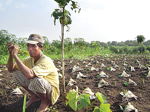 Theme3-smallholder