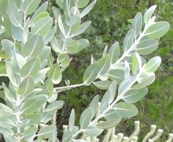 Eucalyptus tetragona - glaucous leaves close