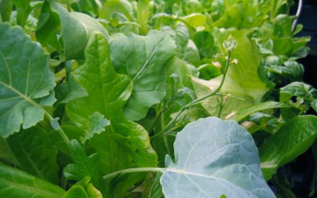 Aeroponics-companion-plantings