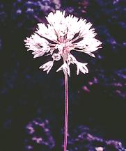 Alliumjepsonii.jpg