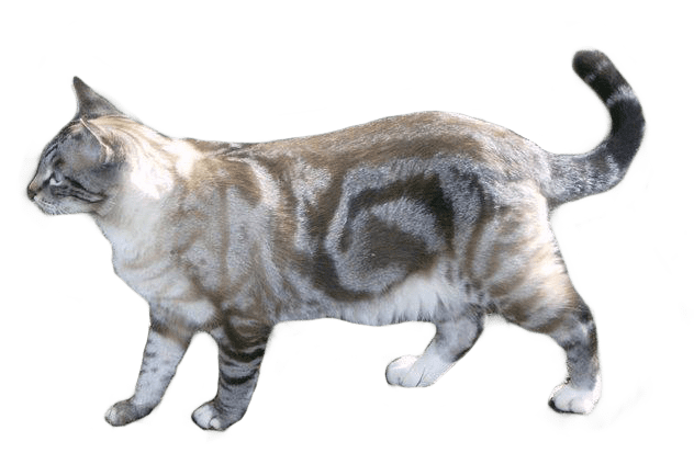 DSH blotched transparent (cropped)