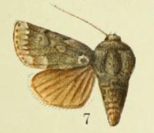 Fig 7. Plate LXI of Catalogue of the Lepidoptera Phalænæ in the British museum. (1903).png