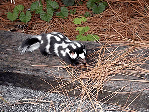 Eastern spotted skunk Facts for Kids