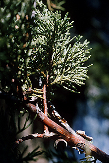 Juniperus deppeana USDA.jpg