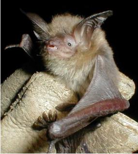 Myotis auriculus.jpg