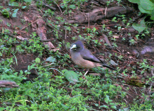 Black-&- Yellow Grosbeak (Female) I IMG 7380