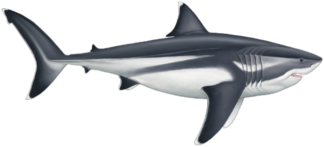 Megalodon restoration