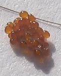 Eggs deposited by Ixodes holocyclus adult female