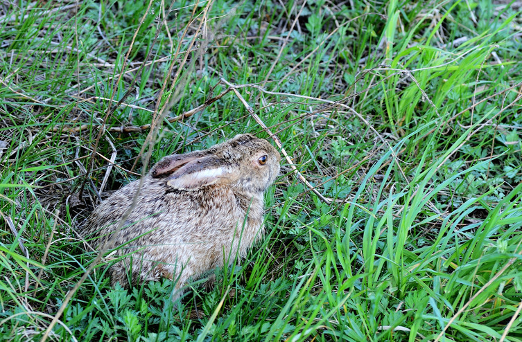 Lepus coreanus 2