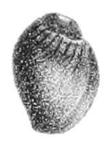 Leptoxis plicata shell 3