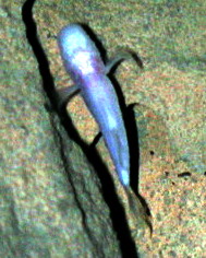 Typhlichthys subterraneus (Marshal Hedin).jpg
