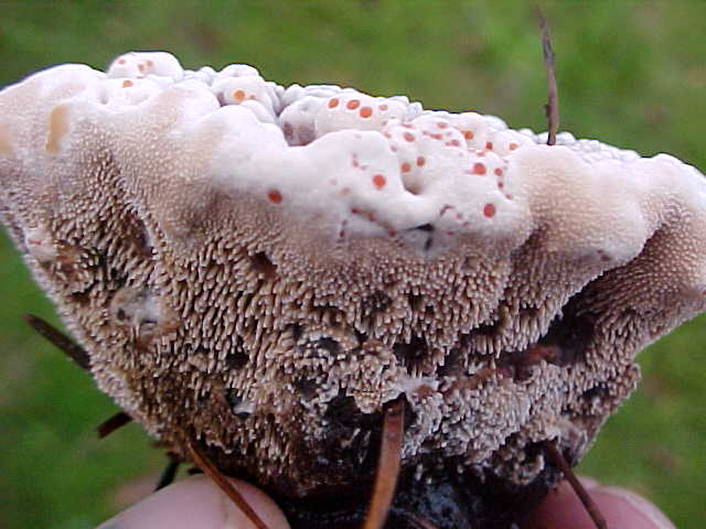 Hydnellum peckii 62842