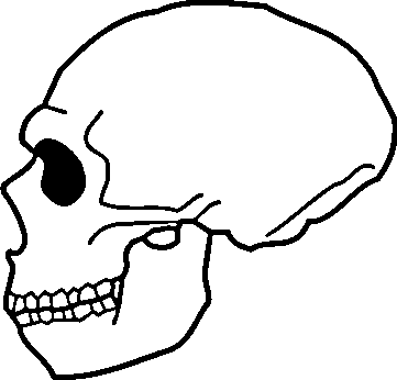 Neanderthalensis Skull