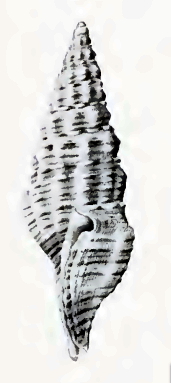 Inquisitor lassulus 001.jpg