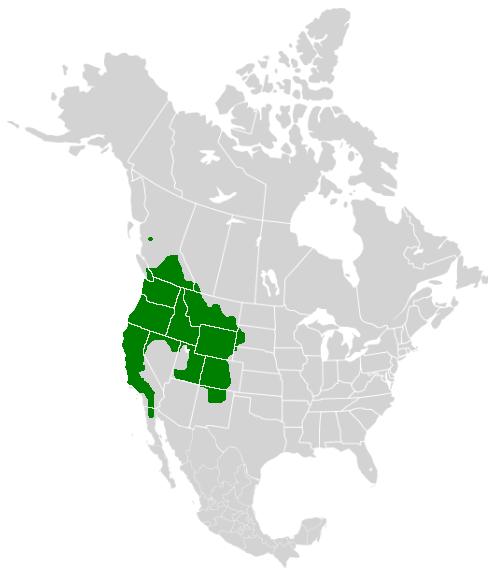 Papilio eurymedon range map