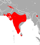 Fulvus Roundleaf Bat area.png