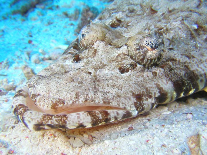 Papilloculiceps longiceps 2 by Marek Jakubowski