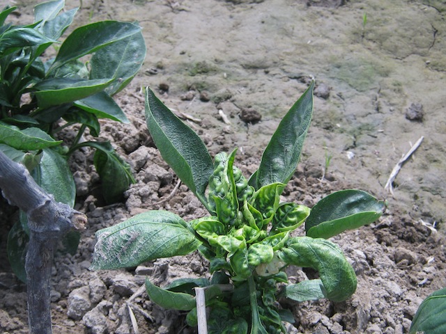SequoiaBio Leaf Curl