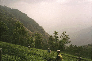 Coonoor tea plantation
