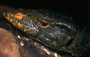 Varanus olivaceus head