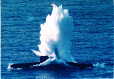 Darter torpedoed