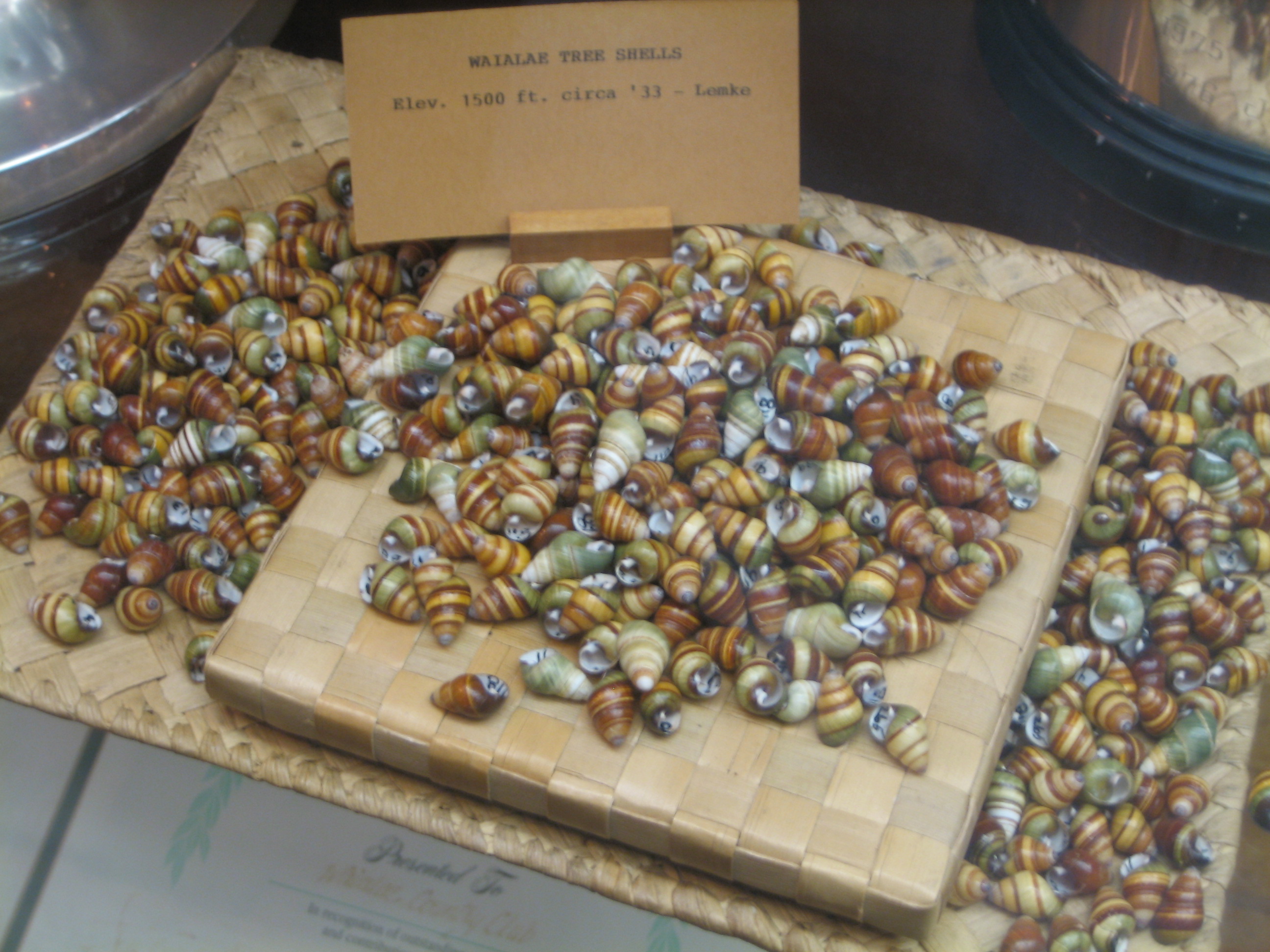 Image O'ahu tree snail shells collected ca. 1933 at an elevation of