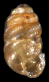 Vertigo ronnebyensis shell.jpg