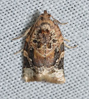 - 3597 – Argyrotaenia velutinana – Red-banded Leafroller Moth.jpg