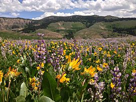 2014-06-24 12 17 46 Wildflowers east of Elko County Route 748 (Charleston-Jarbidge Road) along the border of the Mountain City and Jarbidge ranger districts in Copper Basin, Nevada.JPG