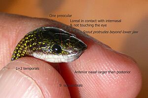AB118 Lycodon jara - annotated scale diagram