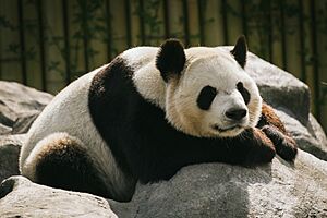A black and white ball of fur (14409103416).jpg