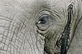 African Elephant (Loxodonta africana) eye close-up showing the Musth gland opening (16689303126)