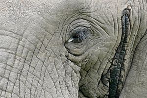 African Elephant (Loxodonta africana) eye close-up showing the Musth gland opening (16689303126)