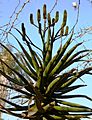 Aloe rupestris, vroeë bloeiwyse, Pretoria