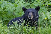 American black bear (Ursus americanus) - Jasper National Park 08