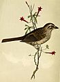 Ammodromus ruficeps Cassin