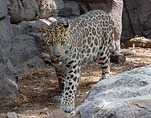 Amur Leopard Panthera pardus orientalis Facing Forward 1761px