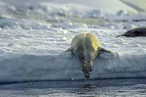 Antarctic, Crabeater Seal (js) 9