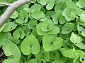 Asarum canadense 4