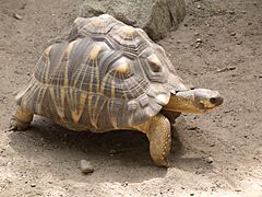 Astrochelys radiata -Roger Williams Park Zoo, USA-8a