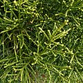 Athrotaxis laxifolia - Flickr - S. Rae.jpg