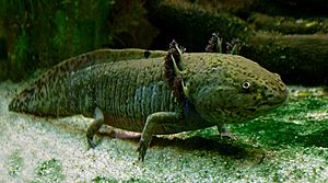 Axolotl ganz