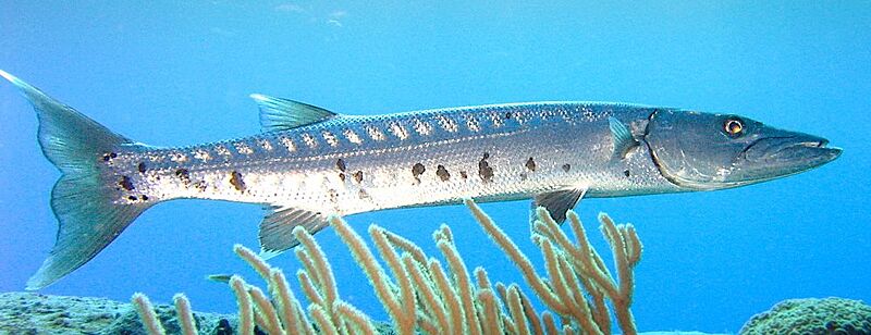 Barracuda laban cropped